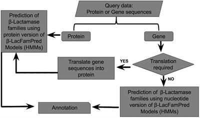 β-LacFamPred: An online tool for prediction and classification of β-lactamase class, subclass, and family